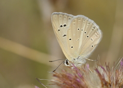 Polyommatus lycius