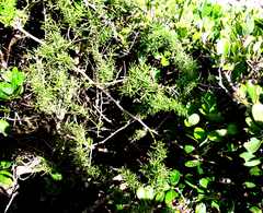 Asparagus densiflorus