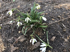 Galanthus nivalis