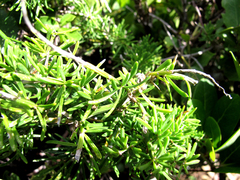 Asparagus densiflorus