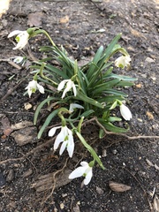 Galanthus nivalis