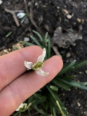 Galanthus nivalis