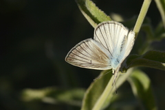 Polyommatus menalcas