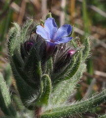 Alkanna strigosa