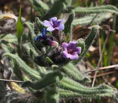 Alkanna strigosa