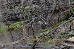 Coccothraustes coccothraustes