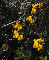Lotus longisiliquosus