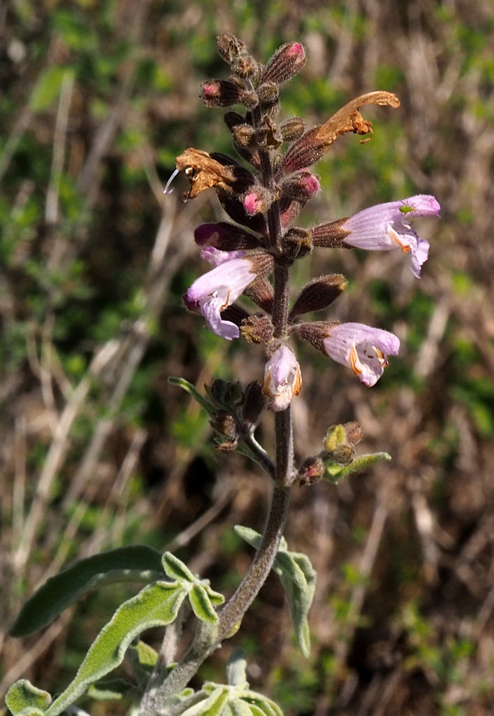 Greek sage