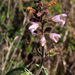 Salvia fruticosa - Photo (c) Ron Frumkin, algunos derechos reservados (CC BY-NC), subido por Ron Frumkin