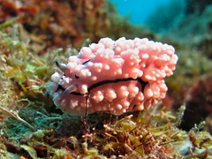 Phyllidiopsis krempfi
