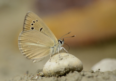 Polyommatus mithridates