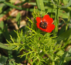 Adonis microcarpa