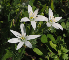 Ornithogalum montanum