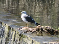 Larus fuscus