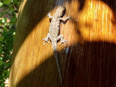 Lygodactylus stevensoni