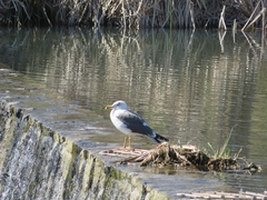 Larus fuscus