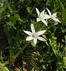 Ornithogalum montanum