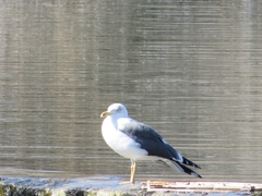 Larus fuscus