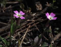 Malcolmia chia