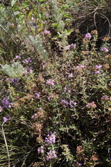 Hyphodromi