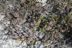 Hyphodromi