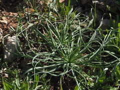 Asphodeline brevicaulis