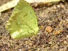 Abaeis salome jamapa