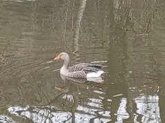 Anser anser