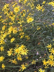 Senecio inaequidens