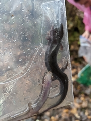 Desmognathus conanti