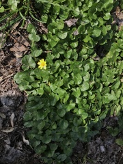 Ficaria verna