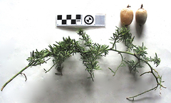 Asparagus densiflorus