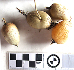 Asparagus densiflorus