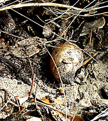 Asparagus densiflorus