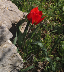 Tulipa agenensis