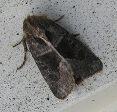Oligia obtusa
