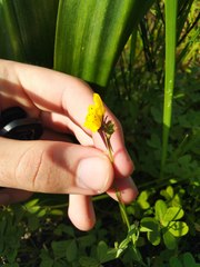 Linaria amethystea multipunctata