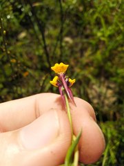 Linaria amethystea multipunctata