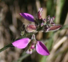 Polygala pubiflora