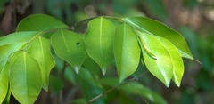Aquilaria sinensis