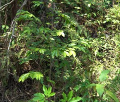 Aquilaria sinensis