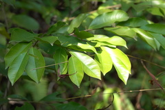 Aquilaria sinensis
