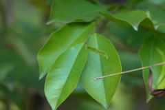 Aquilaria sinensis