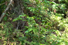 Aquilaria sinensis