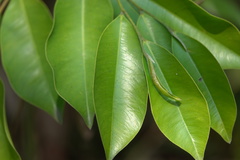 Aquilaria sinensis