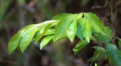 Aquilaria sinensis