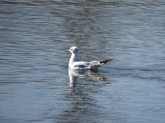 Chroicocephalus ridibundus