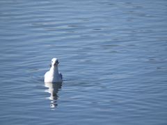 Chroicocephalus ridibundus