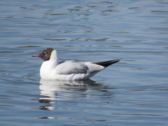 Chroicocephalus ridibundus
