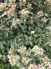 Viburnum tinus